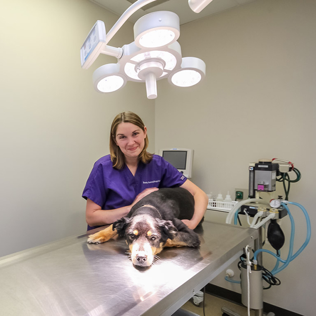 Dog in exam room at veterinary clinic