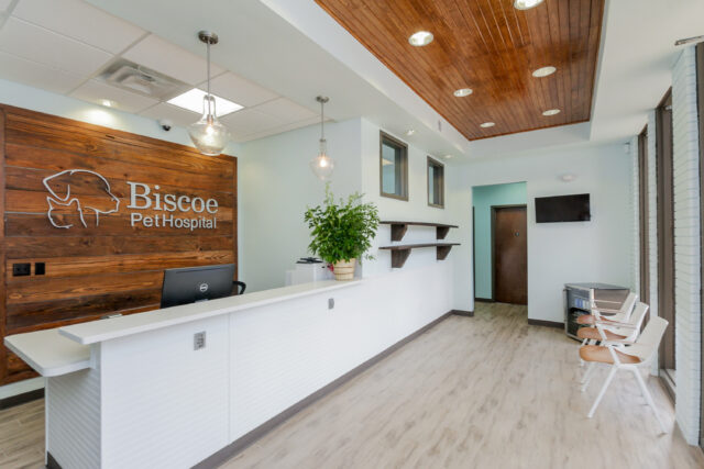 Creating a Calming Space: The Art of Veterinary Hospital Interior Design