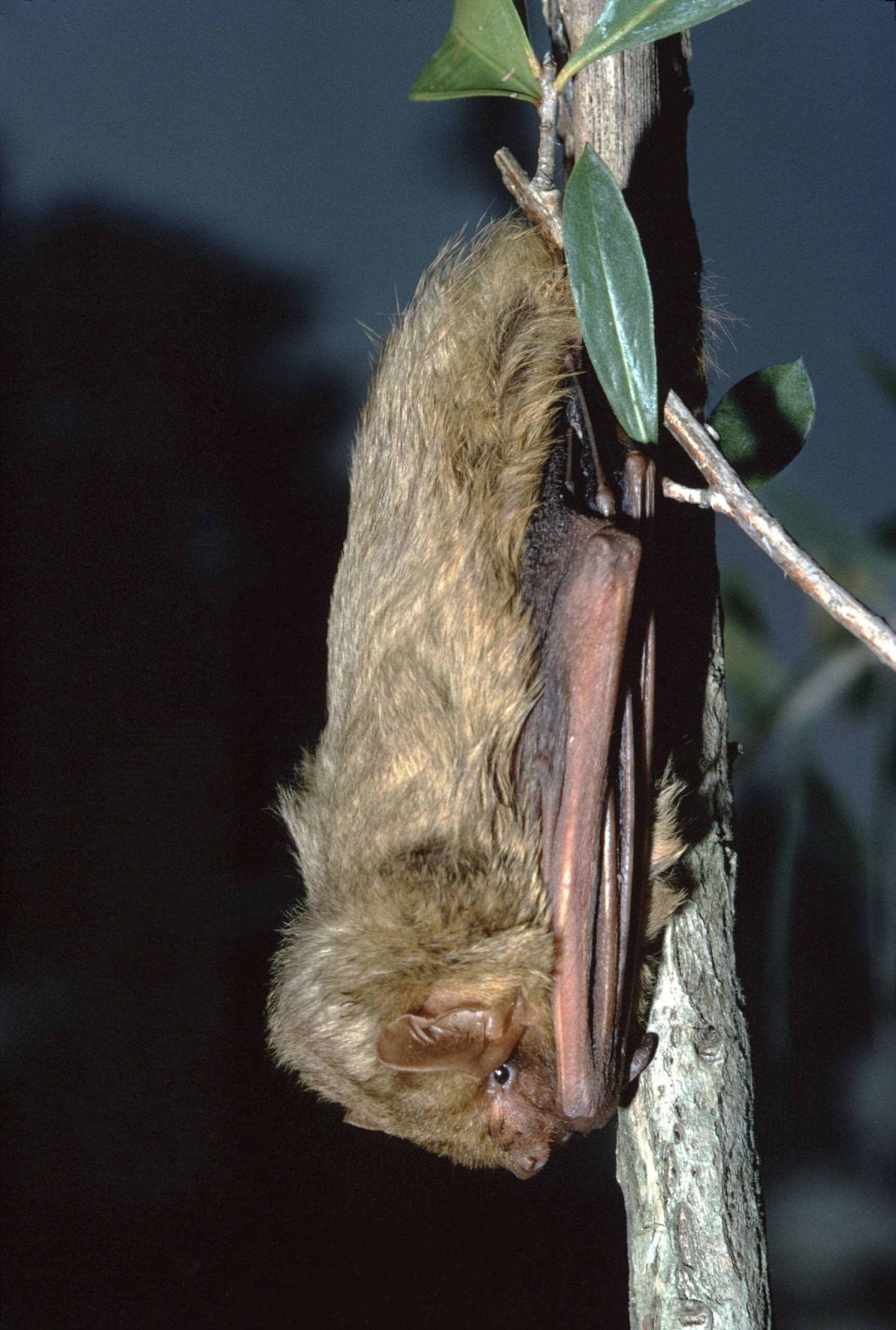 Protecting the Tricolored Bat: Habitat Conservation and Regulatory ...