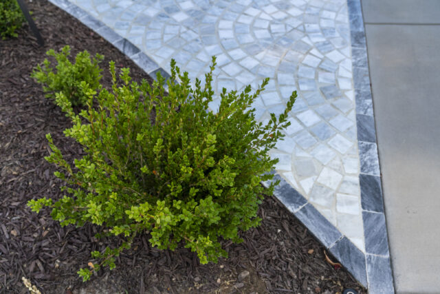 An up-close photograph of a planting and detailed stonework