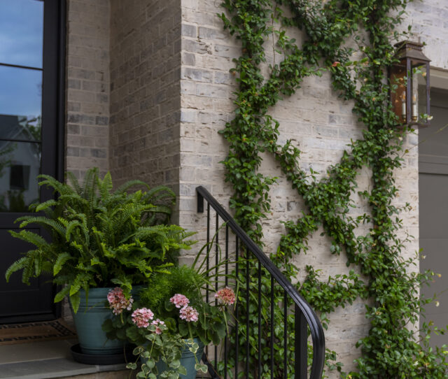 A photograph of greenery growing up a trellis on the side of a home