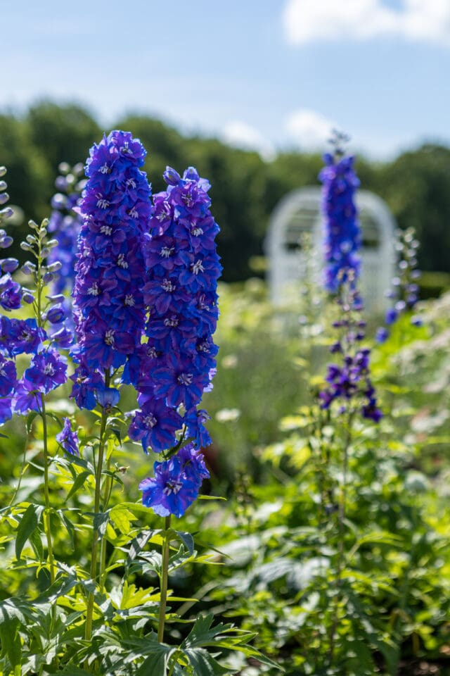 A photograph of flowers at Smith Farm Gardens venue in East Haddam, CT